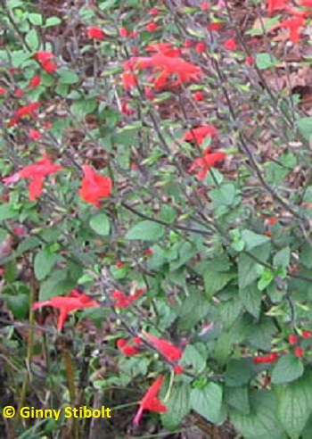 Salvia's red flowers are lonely in winter--hummingbirds have flown south.  Photo by Stibolt.