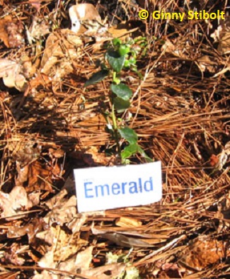 Pine needle mulch surounds a new blueberry bush. Photo by Stibolt