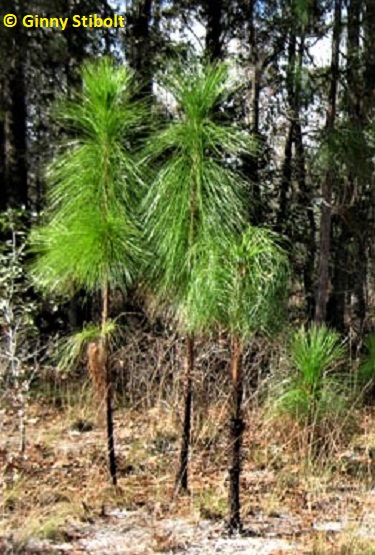 Several young longleaf pines growing in an open sandy forest.  P
			  hoto by Stibolt. 