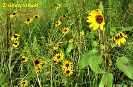 Sunflower and black eyed susans in the meadow.  Photo by Stibolt