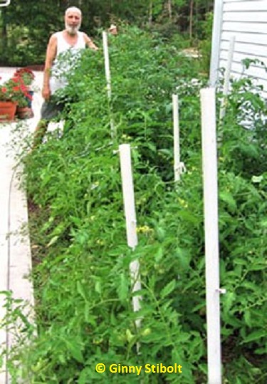 Late May, the tomatoes are already growing like crazy.  Photo by Stibolt