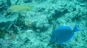 French Grnt and Blue Tang