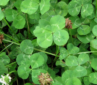 I found this four-leaf clover in my front yard.  Photo by Stibolt.