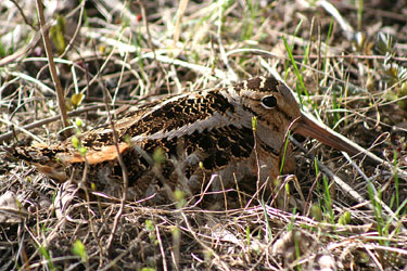 American Woodcock. Photo from Wikipedia