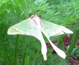 A luna moth clings to Ginny's carrots for a day.  Photo by Stibolt