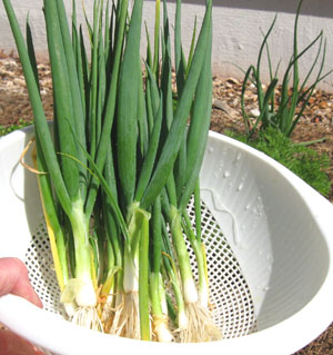 Bunching onions.  Photo by Stibolt