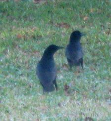 A pair of fishing crows in the front lawn. Photo by Stibolt