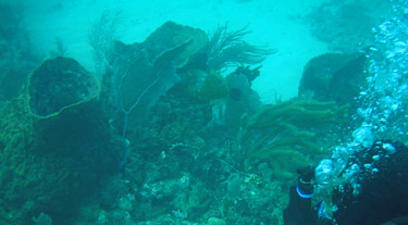 Barrel Sponges, Tube Sponges and fan coral