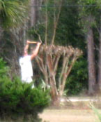 A vicious hatracking job on an unsuspecting crape myrtle. Photo by Stibolt