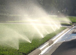 More than 50% of our potable water is wasted on over greened lawns. Photo by Stibolt