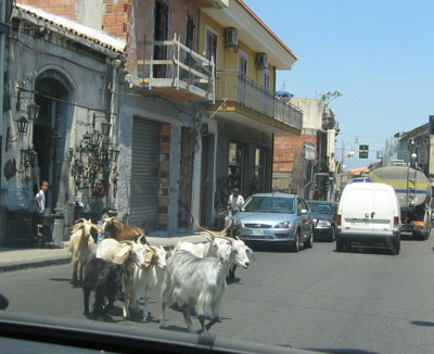 Goats dodge traffic in Catania.