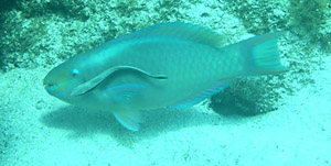 Queen Parrotfish with a sucker fish awaiting scaps from the gills.