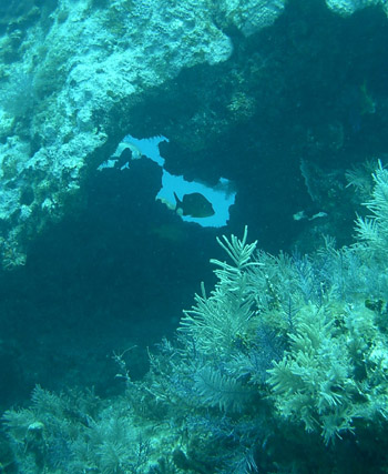 Fish centered in coral hole