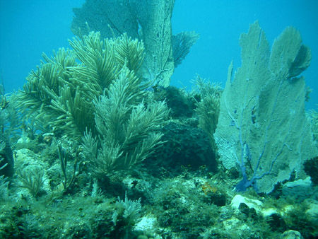 Coral at Pennekamp