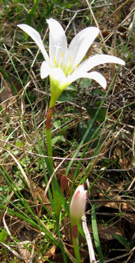 Native rain lilies grow by Ginny's front pond.  Photo by Stibolt
