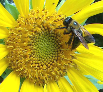 Carpenter bee on sunflower. Photo by Stibolt
