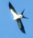 The swallowtailed kites are back. Photo by Stibolt