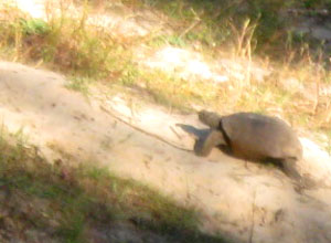 Gopher tortoise at Jacksonville Arboretum Photo by Ginny Stibolt