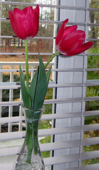 Forced tulips for Valentine's Day. Photo by Stibolt.