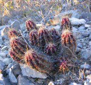 Red-hued cactus
