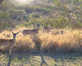 Lake Amistad deer greet us at our campsite.