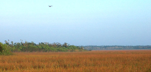The Everglades Plain, a sea of grass...