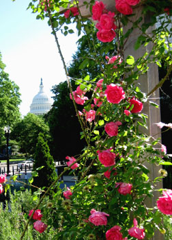 A view of the Capital building from the gardens. 