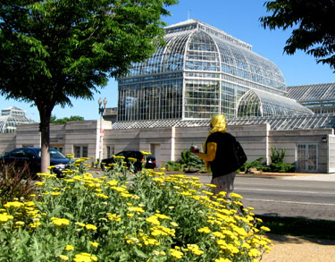 A passerby matches the yellow yarrows across the street from the Conservancy.