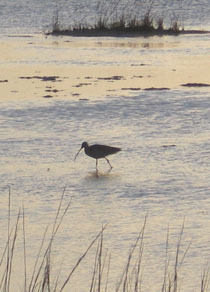 A wading bird was one of many.