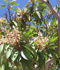 Guadalupe madrone flowers