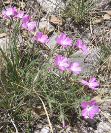 Pink flowers contrasted with the drab foliage.