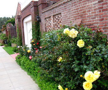 Rose garden outside the brick wall.