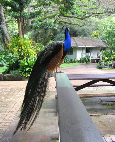 Peacock greets us at the Waimea 
              Falls Arbotetum.