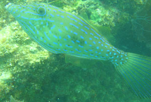 Scrawled file fish with its blue neon stripes.