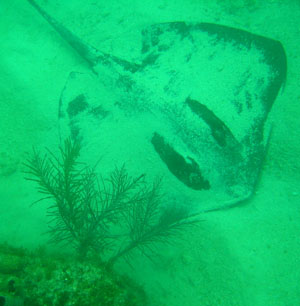Southern ray being invisible.