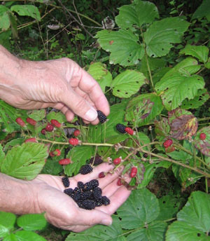 Blackberries in Maine.  Yummy.
