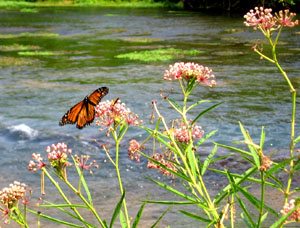 A monarch butterfly on some wild milkweed along the water's edge.
