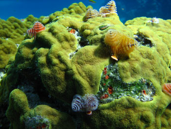 Coral polyps.