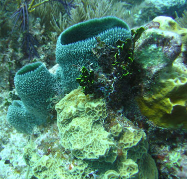 Blue sponges and various corals.