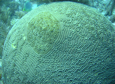 Brain Coral at Pennecamp