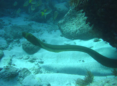 A green moray eel slithers by.