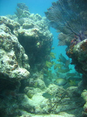 A gap between two sections of reef is filled with fish.