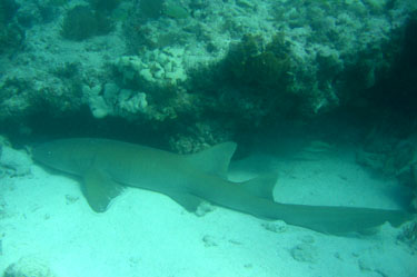 6-foot nurse shark