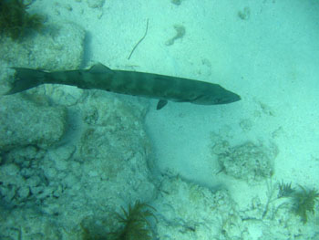 2.5-foot baracuda