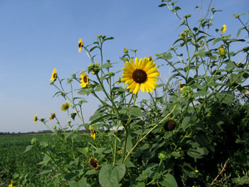 Sunflowers along the roadside edgingthe fields.