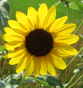 Wild sunflower along the road.