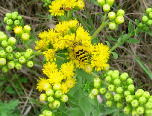 Isn't this bug perfectly matched to this goldenrod??