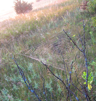 Millions of cobwebs adorn the field next the Lake Vermillion.