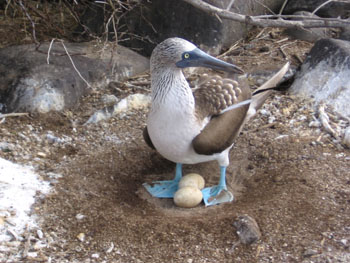 Blue-footed boobies with two eggs.  Photo by Stibolt.