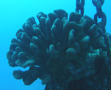 Soft coral growing on the wreck/artificial reef.